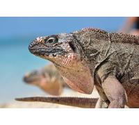 OZLHSP puzzles for children 500 piece Reptiles Animals 52x38cm