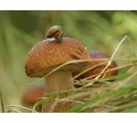 OZLHSP puzzles for children 500 piece Snails Animals 52x38cm