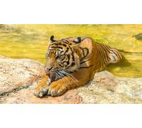 OZLHSP puzzles for kids 1500 piece Tigers Animals 87x57cm