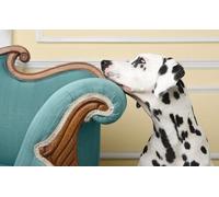 OZLHSP puzzles for kids 500 piece Dalmatian Animals 52x38cm