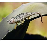 OZLHSP puzzles for kids 500 piece Reptiles 52x38cm