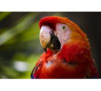 OZLHSP puzzles for men jigsaw puzzle 1500 piece Macaw Parrots Animals 87x57cm