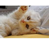 OZLHSP puzzles for men jigsaw puzzle 1500 piece Scottish Fold Kitten Cats Animals 87x57cm