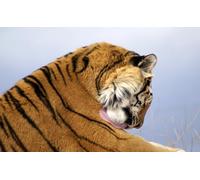 OZLHSP puzzles for men jigsaw puzzle 1500 piece Tigers Big Animals 87x57cm