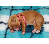 OZLHSP puzzles for men jigsaw puzzle 500 piece Animal Puppy Ribbon Nova Scotia Duck Tolling Retriever 52x38cm