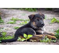 OZLHSP puzzles for men jigsaw puzzle 500 piece Puppies Shepherd German Shepherd 52x38cm