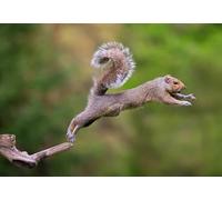 OZLHSP puzzles for men jigsaw puzzle 500 piece Squirrel Rodents Animal 52x38cm