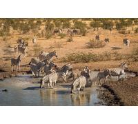 OZLHSP puzzles for men jigsaw puzzle 500 piece Zebra Animals 52x38cm