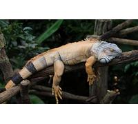 OZLHSP rude jigsaw puzzles for adults 1500 pieces Iguanas Reptiles 87x57cm