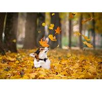 OZLHSP rude jigsaw puzzles for adults 500 pieces Welsh Corgi Animal 52x38cm