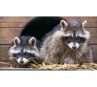 OZLHSP tional toys jigsaw puzzle 1000 piece Raccoons Animal 75x50cm