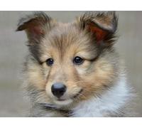 OZLHSP tional toys jigsaw puzzle 1000 piece Shetland Sheepdog Puppy 75x50cm