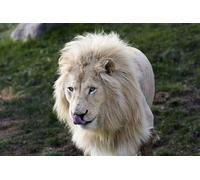 OZLHSP tional toys jigsaw puzzle 500 piece Lions Animal 52x38cm