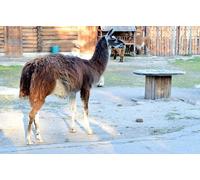 OZLHSP tional toys jigsaw puzzle 500 piece Llama Animals 52x38cm