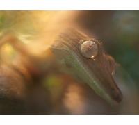 OZLHSP tional toys jigsaw puzzle 500 piece Reptiles Animals 52x38cm