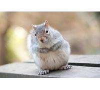 OZLHSP toddler jigsaw 1000 piece Squirrel Rodents Fat Animals 75x50cm