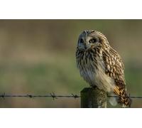 OZLHSP toddler jigsaw 500 piece Owl Animals 52x38cm