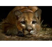 OZLHSP toddler jigsaws 1000 piece Cougars Big Animals 75x50cm