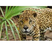 OZLHSP toddler jigsaws 500 piece Jaguars Big Animals 52x38cm