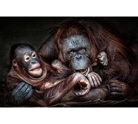OZLHSP toddler jigsaws 500 piece Monkeys Baby Orangutan Animals 52x38cm