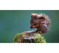 OZLHSP toddler jigsaws 500 piece Squirrel Rodents Animal 52x38cm
