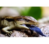 OZLHSP toddler puzzles 1500 piece Reptiles Animals 87x57cm