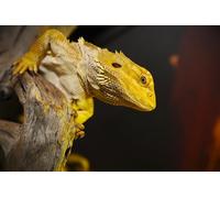 OZLHSP toddler puzzles 500 piece Lizards Reptiles Bearded Dragon Animal 52x38cm