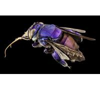 OZLHSP toddler puzzles 500 piece Orchid Bees, 52x38cm