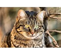 OZLHSP train jigsaws for adults 1500 pieces Animal 87x57cm