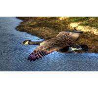 OZLHSP train jigsaws for adults 1500 pieces Geese Animal 87x57cm