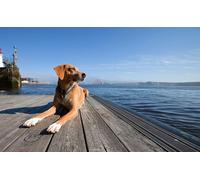 OZLHSP train jigsaws for adults 500 pieces Berths Animal 52x38cm