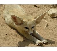 OZLHSP train jigsaws for adults 500 pieces Fennec Foxes Animals 52x38cm