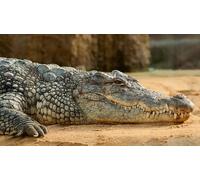 OZLHSP unique shaped jigsaw puzzles 1000 piece Crocodiles Animals 75x50cm