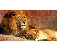 OZLHSP unique shaped jigsaw puzzles 1500 piece Lions Big Cats Lion Lioness Animals 87x57cm