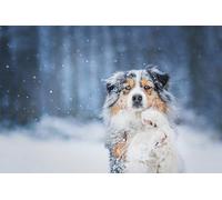 OZLHSP unique shaped jigsaw puzzles 500 piece Australian Shepherd Animals 52x38cm