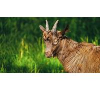OZLHSP unique shaped jigsaw puzzles 500 piece Goat Animal 52x38cm