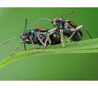 OZLHSP unusual jigsaw puzzles for adults 1000 pieces Beetles Insects Animals 75x50cm