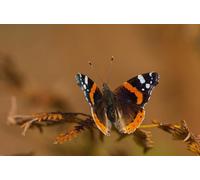 OZLHSP unusual jigsaw puzzles for adults 1000 pieces Butterfly Insects Animals 75x50cm