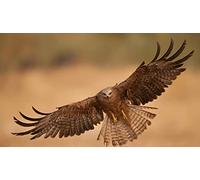 OZLHSP unusual jigsaw puzzles for adults 1000 pieces Eagle Flying Animals 75x50cm