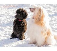 OZLHSP unusual jigsaw puzzles for adults 1500 pieces Chinese Crested Animal 87x57cm