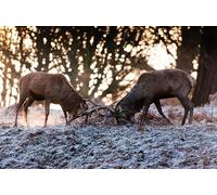 OZLHSP unusual jigsaw puzzles for adults 1500 pieces Deer Animal 87x57cm