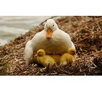 OZLHSP unusual jigsaw puzzles for adults 1500 pieces Duck Chick Animals 87x57cm