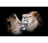 OZLHSP unusual jigsaw puzzles for adults 1500 pieces Lions Animals 87x57cm
