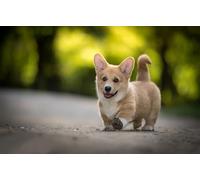 OZLHSP unusual jigsaw puzzles for adults 1500 pieces Welsh Corgi Puppies Animal 87x57cm