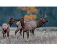 OZLHSP what if jigsaw puzzles 1000 pieces Deer Animal 75x50cm