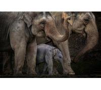 OZLHSP what if jigsaw puzzles 1000 pieces Elephant 75x50cm