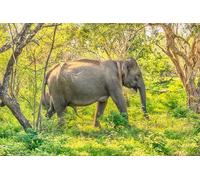 OZLHSP what if jigsaw puzzles 1000 pieces Elephants Park Animals 75x50cm