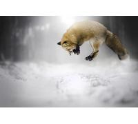 OZLHSP what if jigsaw puzzles 1000 pieces Fox Animal 75x50cm