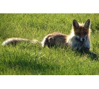 OZLHSP what if jigsaw puzzles 1000 pieces Foxes Animals 75x50cm