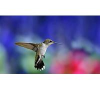 OZLHSP what if jigsaw puzzles 1000 pieces Hummingbirds Animals 75x50cm